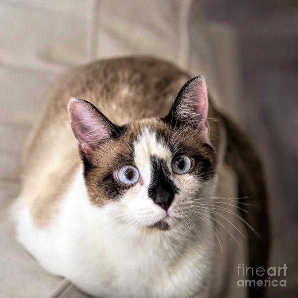 meaow